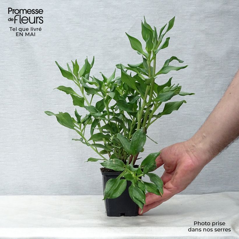 Alstroemeria Duc d'Anjou Jean Vasetto da 8/9 cm esemplare consegnato in primavera