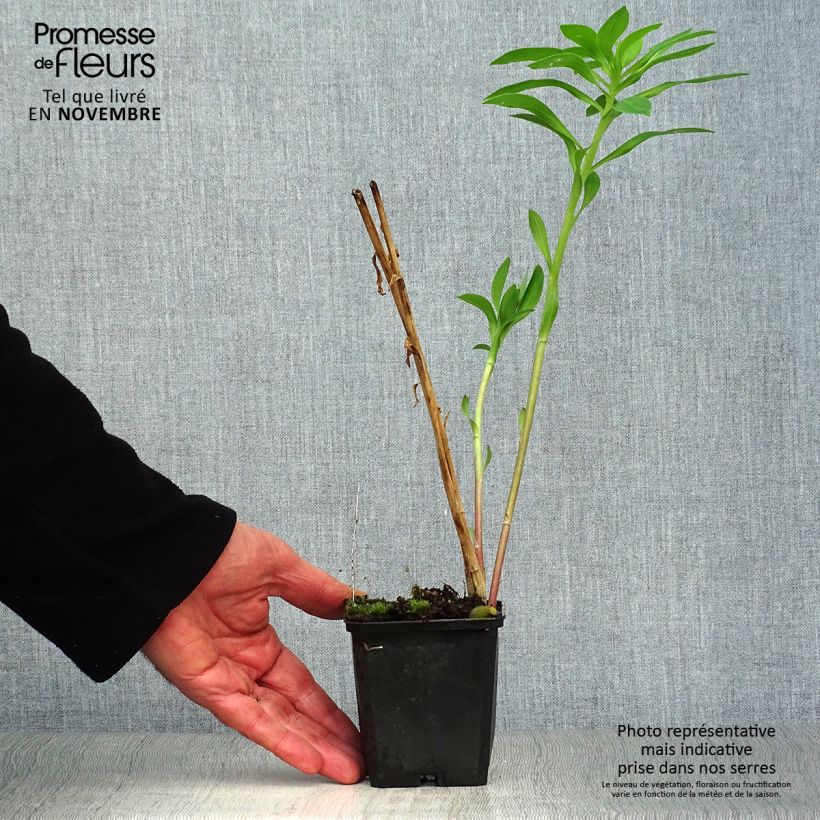 Esemplare di Alstroemeria Duc d'Anjou Charles Vasetto da 8/9 cm come consegnato in autunno