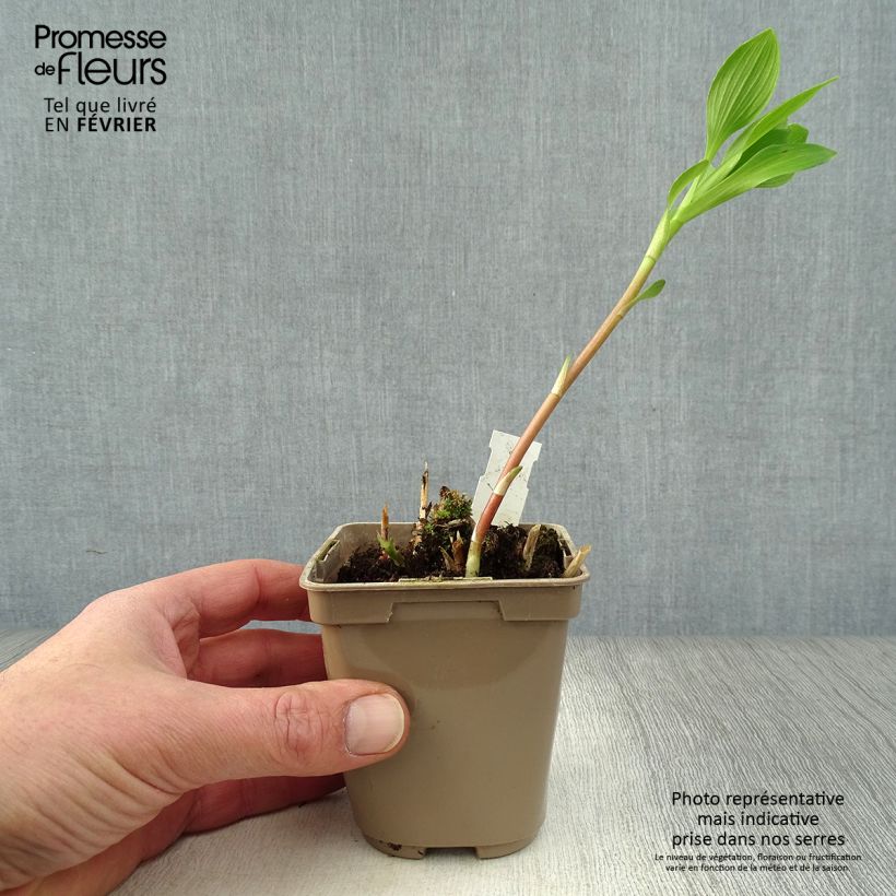 Alstroemeria Duc d'Anjou Charles Vasetto da 8/9 cm esemplare consegnato in inverno