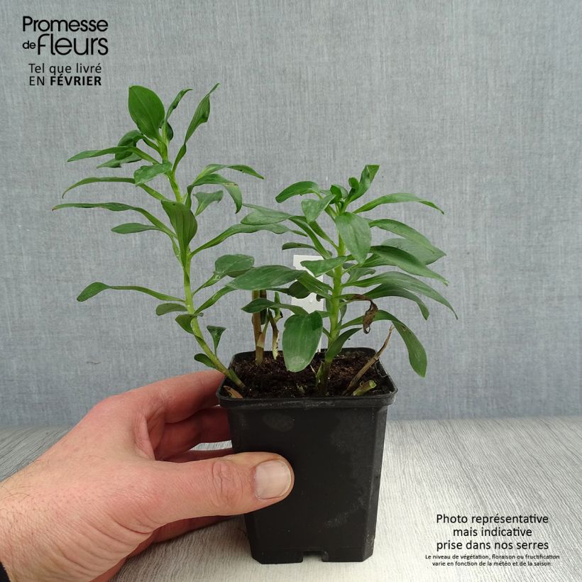 Alstroemeria Duc d'Anjou Edouard Vasetto da 8/9 cm esemplare consegnato in inverno