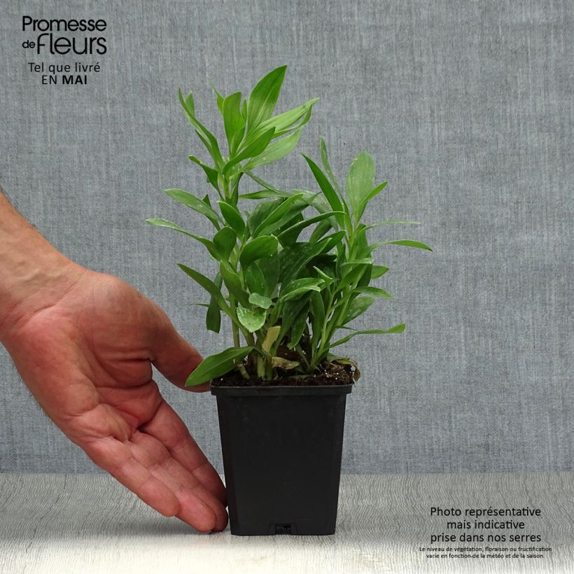 Alstroemeria Duc d'Anjou François Vasetto da 8/9 cm esemplare consegnato in primavera