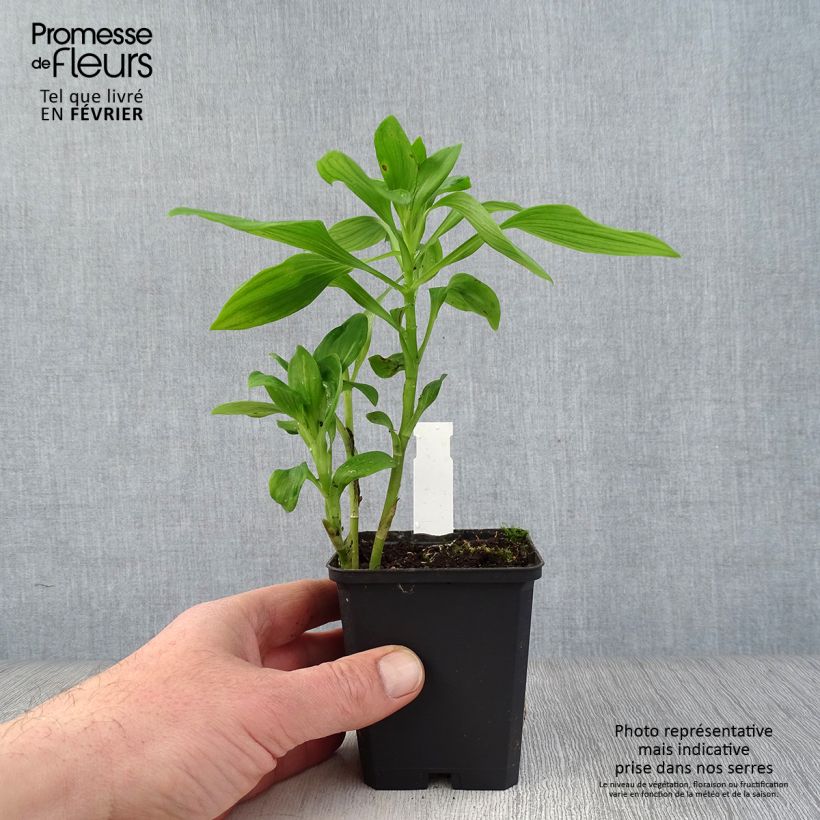 Alstroemeria Duc d'Anjou François Vasetto da 8/9 cm esemplare consegnato in inverno