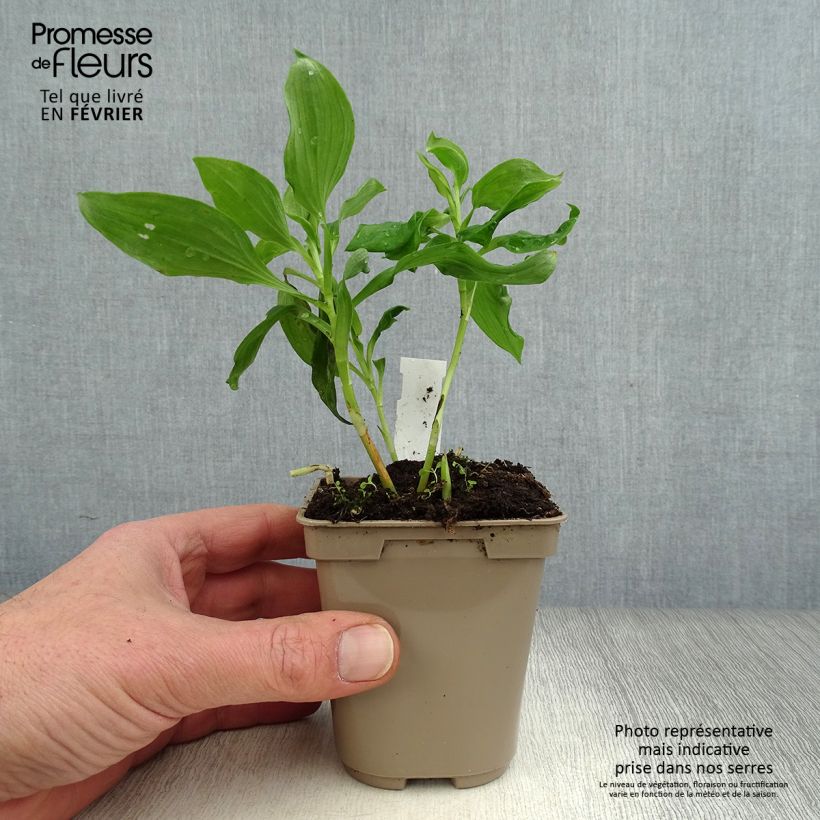 Alstroemeria Duc d'Anjou Jean Vasetto da 8/9 cm esemplare consegnato in inverno