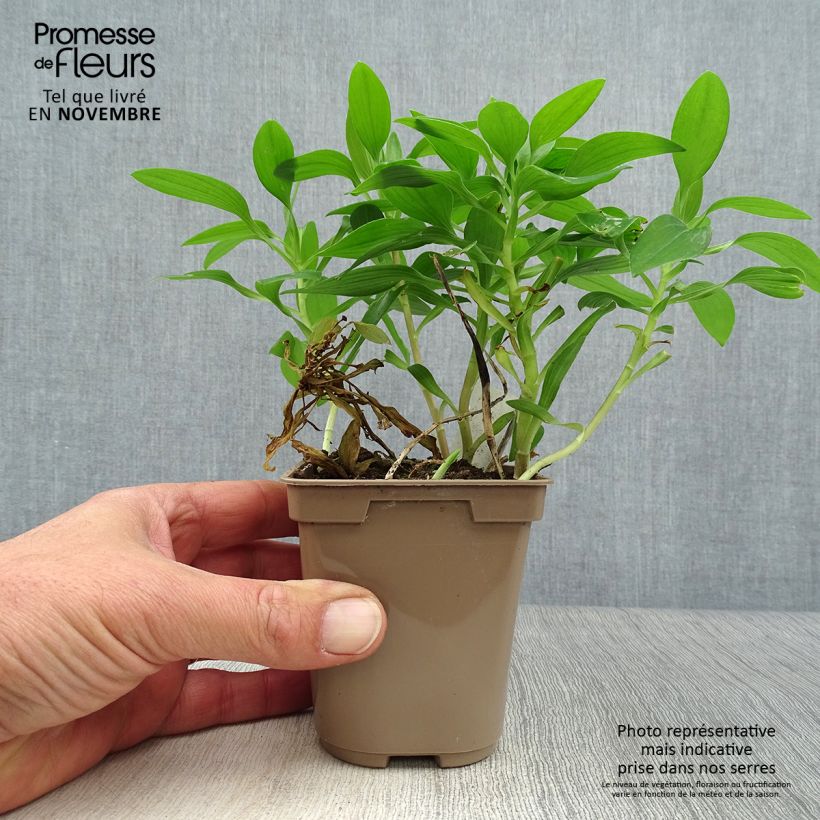 Esemplare di Alstroemeria Duc d'Anjou Nicolas Vasetto da 8/9 cm come consegnato in autunno