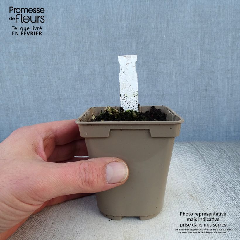 Alstroemeria Duc d'Anjou Nicolas Vasetto da 8/9 cm esemplare consegnato in inverno