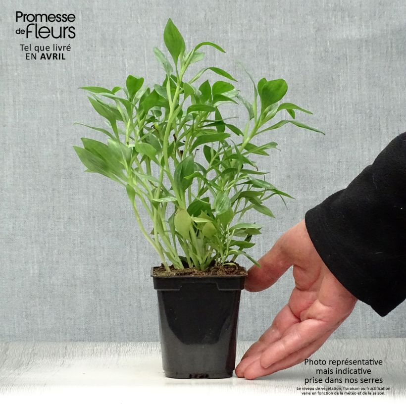 Alstroemeria Duc d'Anjou Pierre Vasetto da 8/9 cm esemplare consegnato in primavera