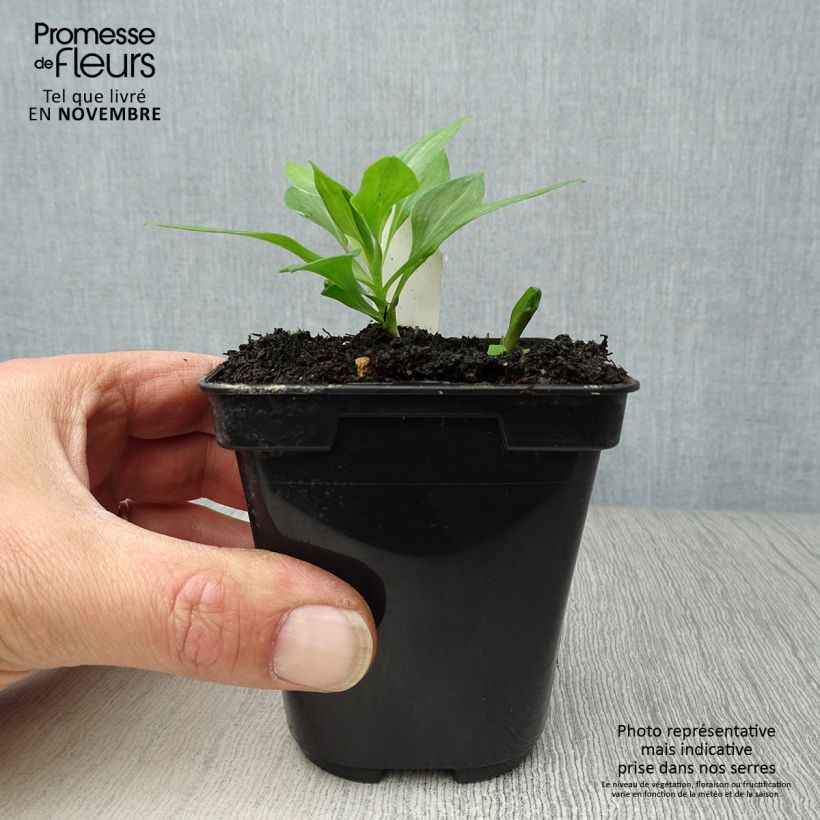 Esemplare di Alstroemeria Duc d'Anjou Pierre Vasetto da 8/9 cm come consegnato in autunno