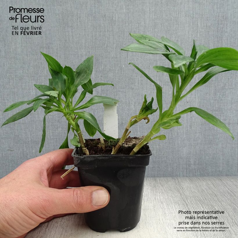 Alstroemeria Duc d'Anjou Pierre Vasetto da 8/9 cm esemplare consegnato in inverno