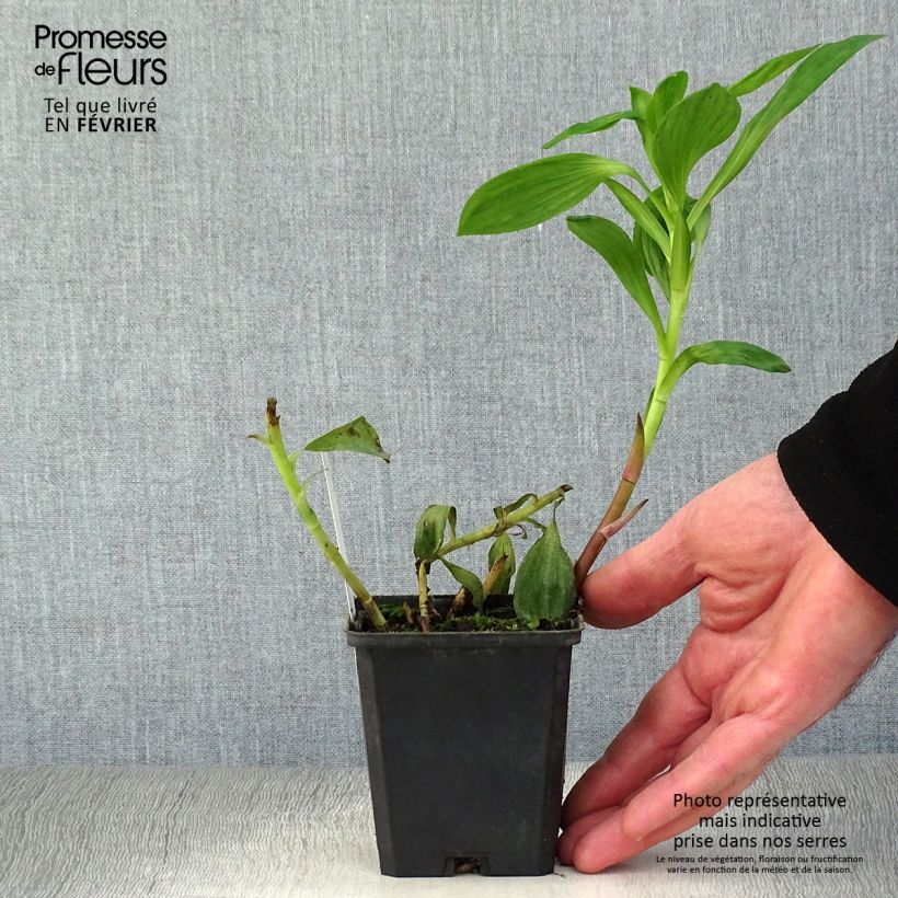 Alstroemeria Duc d'Anjou William Vasetto da 8/9 cm esemplare consegnato in inverno
