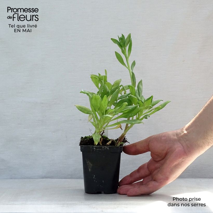 Alstroemeria Duchesses Aliénor Vasetto da 8/9 cm esemplare consegnato in primavera