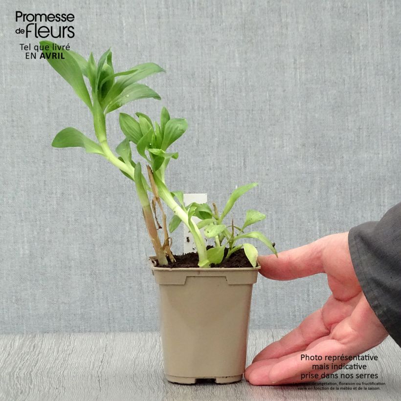 Alstroemeria Duchesses Béatrice Vasetto da 8/9 cm esemplare consegnato in primavera