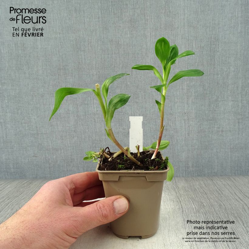 Alstroemeria Duchesses Béatrice Vasetto da 8/9 cm esemplare consegnato in inverno