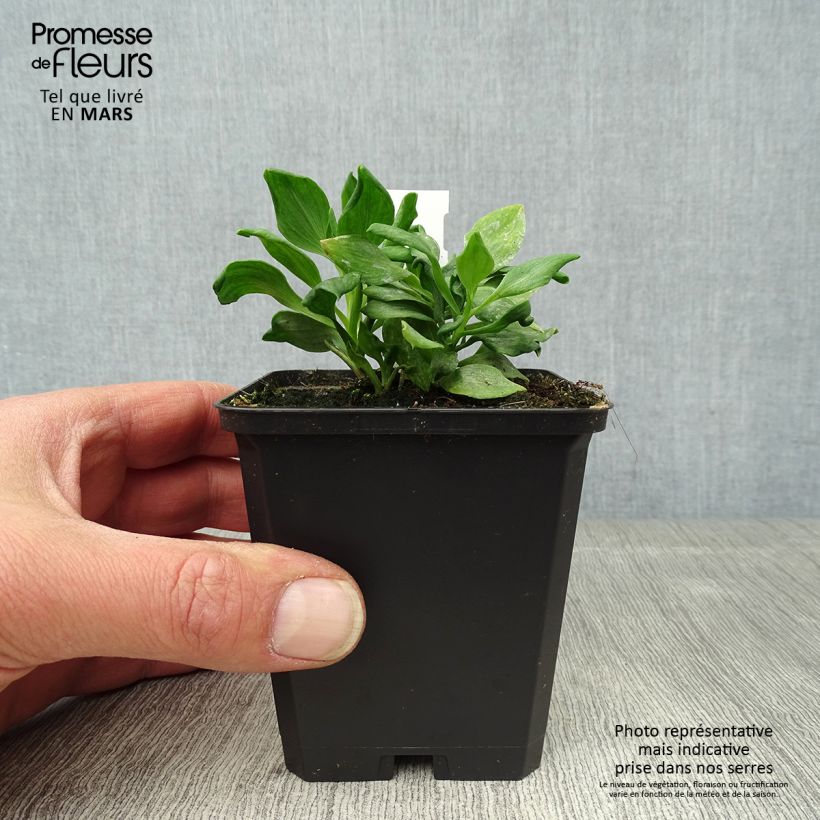 Alstroemeria Duchesses Diane Vasetto da 8/9 cm esemplare consegnato in primavera