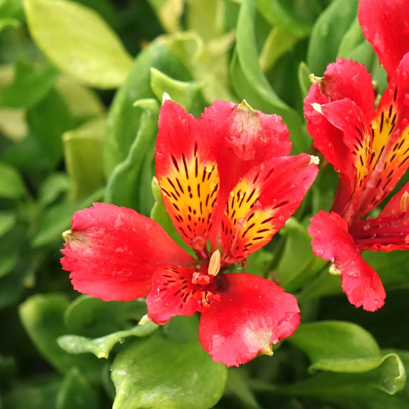 Alstroemeria Duchesses Diane (Fioritura)