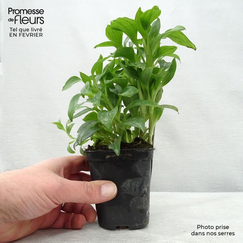 Alstroemeria Duchesse Elisabeth Vasetto da 8/9 cm esemplare consegnato in inverno