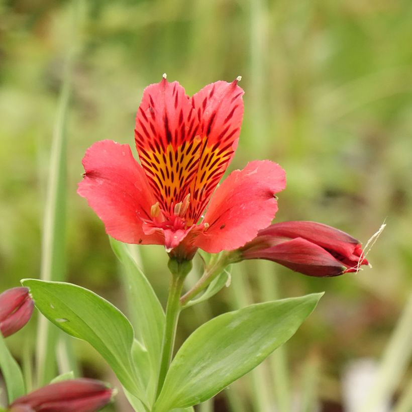 Alstroemeria Duchesse Elisabeth (Fioritura)