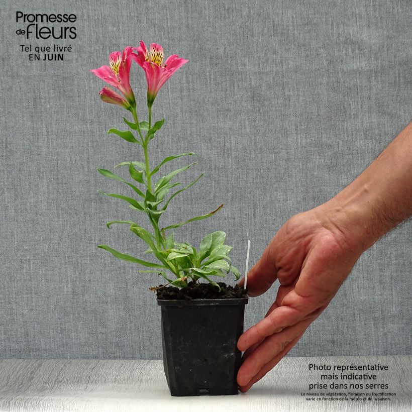 Esemplare di Alstroemeria Duchesses Isabelle Vasetto da 8/9 cm consegnato in estate