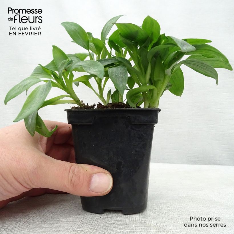 Alstroemeria Duchesses Isabelle Vasetto da 8/9 cm esemplare consegnato in inverno