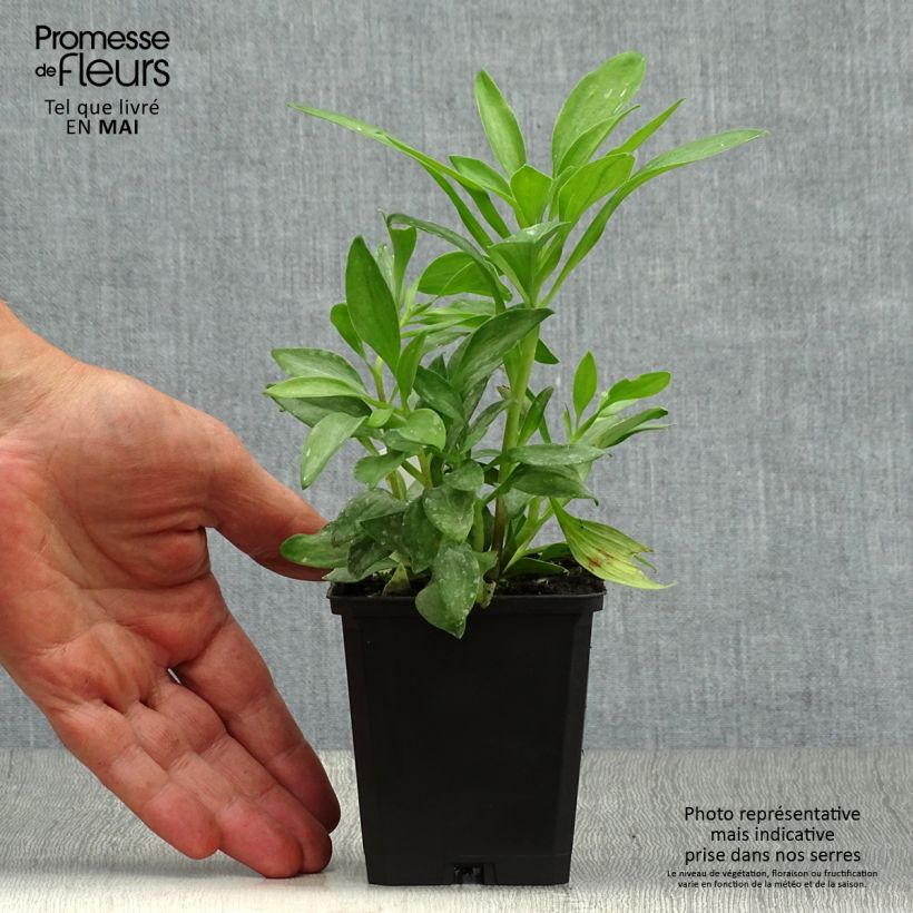 Alstroemeria Duchesses Isabelle Vasetto da 8/9 cm esemplare consegnato in primavera