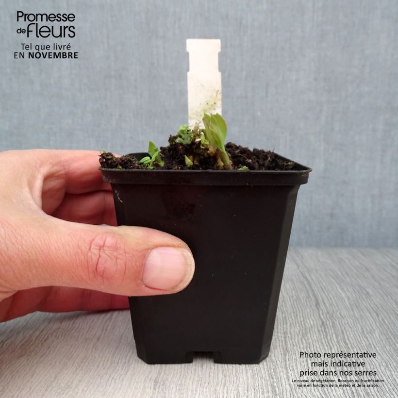 Esemplare di Alstroemeria Duchesses Isabelle Vasetto da 8/9 cm come consegnato in autunno