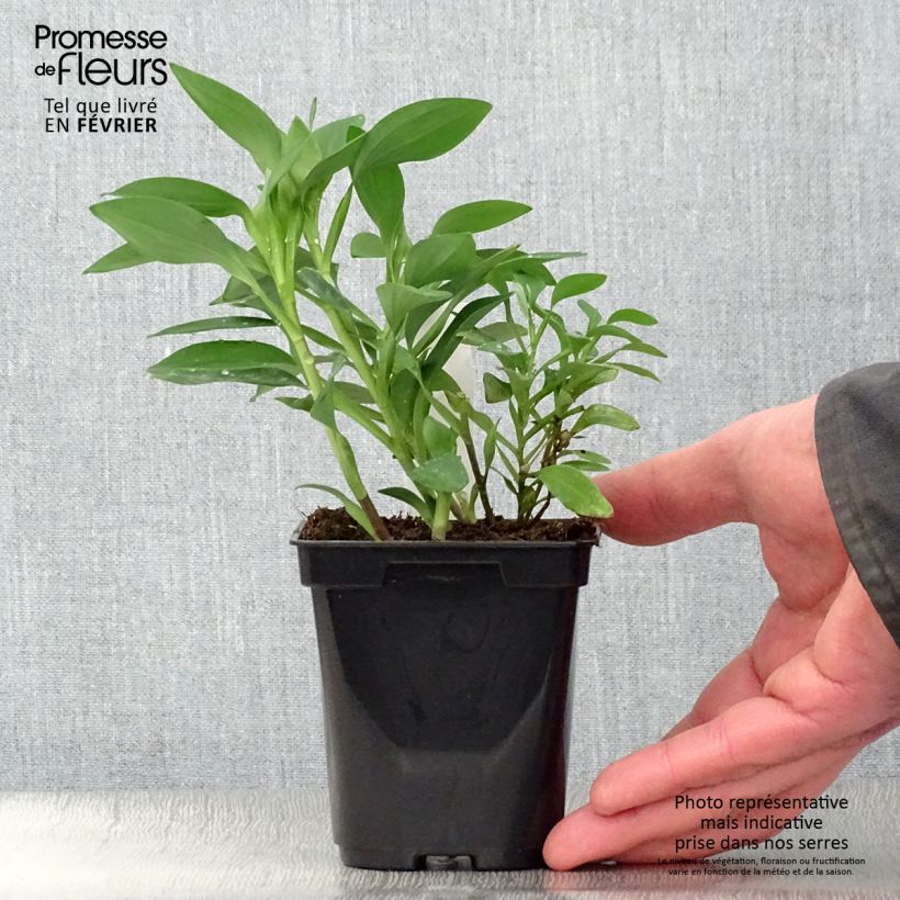 Alstroemeria Duchesses Marguerite Vasetto da 8/9 cm esemplare consegnato in inverno