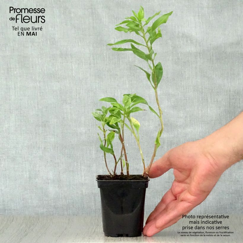 Alstroemeria Duchesses Marguerite Vasetto da 8/9 cm esemplare consegnato in primavera