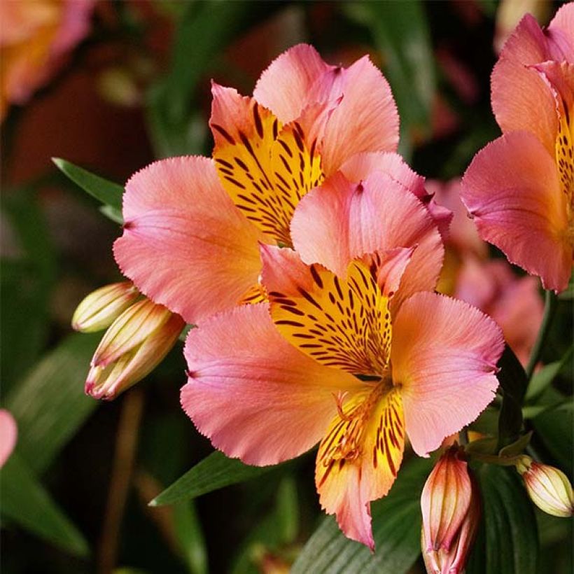 Alstroemeria Inca Serin (Fioritura)