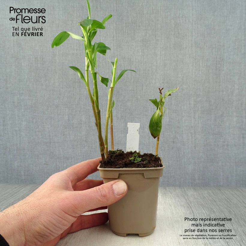 Alstroemeria&#x20;Majestic&#x20;Layon&#x20;Vasetto&#x20;da&#x20;8&#x2F;9&#x20;cm&#x20;esemplare&#x20;consegnato&#x20;in&#x20;inverno