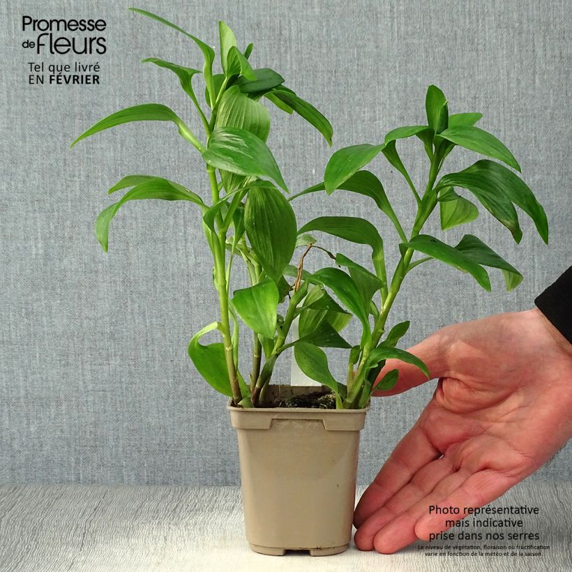 Alstroemeria Majestic Tiercé Vasetto da 8/9 cm esemplare consegnato in inverno