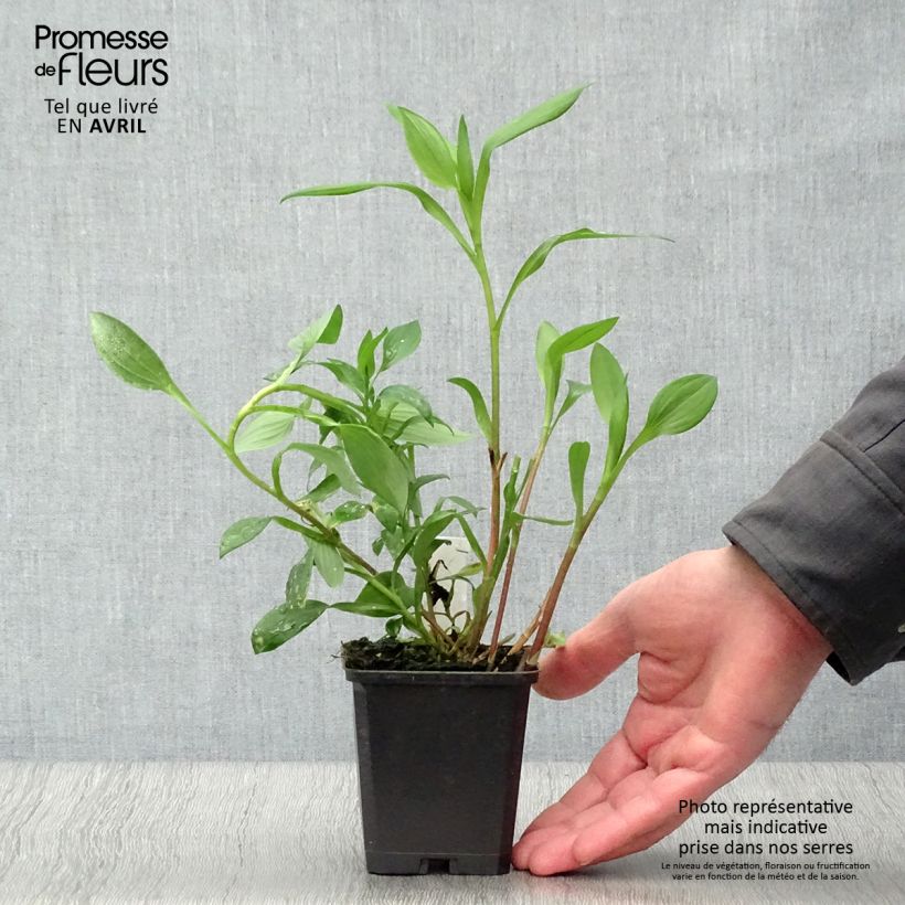 Alstroemeria Majestic Aubance Vasetto da 8/9 cm esemplare consegnato in primavera