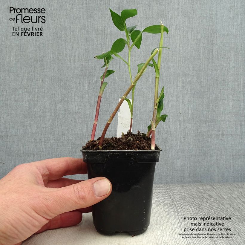Alstroemeria Majestic Aubance Vasetto da 8/9 cm esemplare consegnato in inverno
