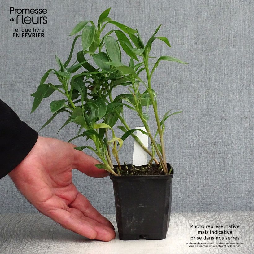 Alstroemeria Majestic Avrillé Vasetto da 8/9 cm esemplare consegnato in inverno