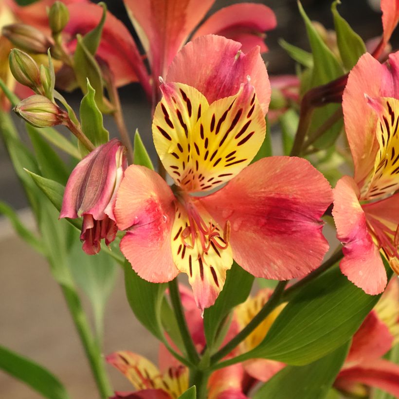 Alstroemeria Majestic Avrillé (Fioritura)