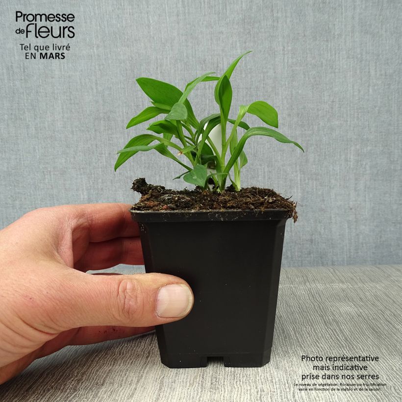 Alstroemeria Majestic Briançon Vasetto da 8/9 cm esemplare consegnato in primavera