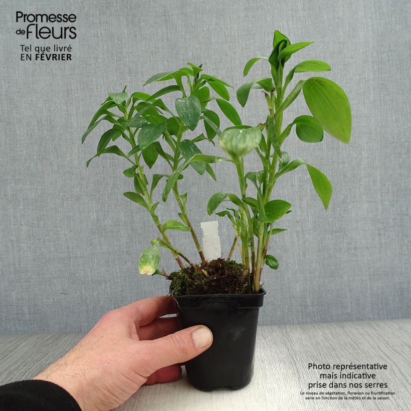 Alstroemeria Majestic Brissac Vasetto da 8/9 cm esemplare consegnato in inverno