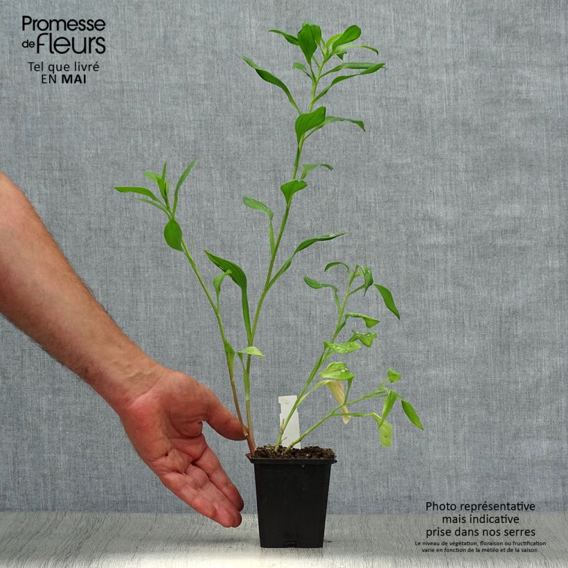 Alstroemeria Majestic Chartrené Vasetto da 8/9 cm esemplare consegnato in primavera