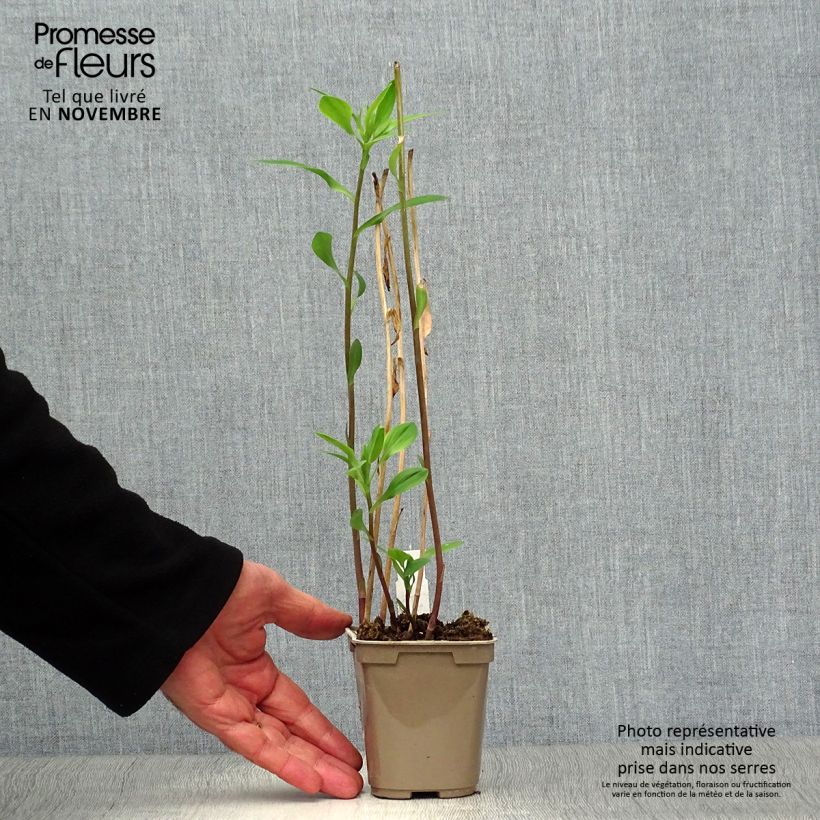 Esemplare di Alstroemeria Majestic Chartrené Vasetto da 8/9 cm come consegnato in autunno