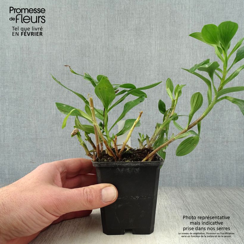 Alstroemeria&#x20;Majestic&#x20;Chartren&#xE9;&#x20;Vasetto&#x20;da&#x20;8&#x2F;9&#x20;cm&#x20;esemplare&#x20;consegnato&#x20;in&#x20;inverno