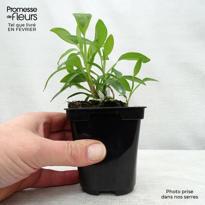 Alstroemeria Majestic Chinon Vasetto da 8/9 cm esemplare consegnato in inverno