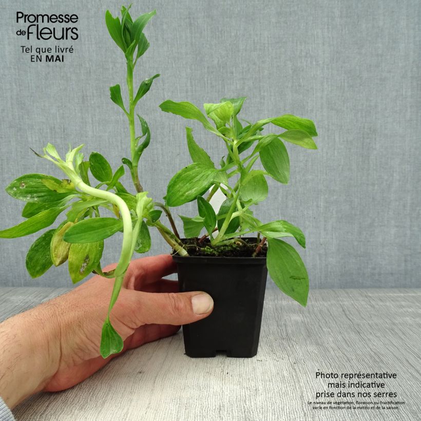 Alstroemeria Pitchounes Chloé Vasetto da 8/9 cm esemplare consegnato in primavera