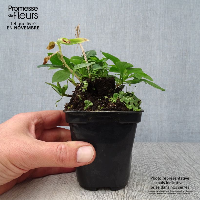 Esemplare di Alstroemeria Pitchounes Gaspard Vasetto da 8/9 cm come consegnato in autunno
