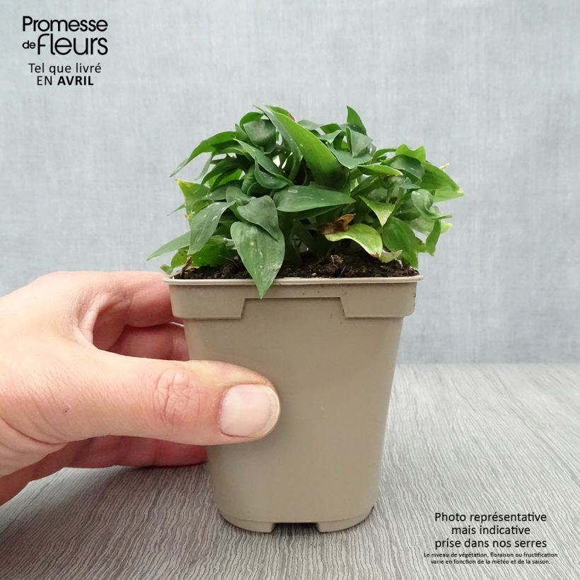 Alstroemeria Pitchounes Lola Vasetto da 8/9 cm esemplare consegnato in primavera