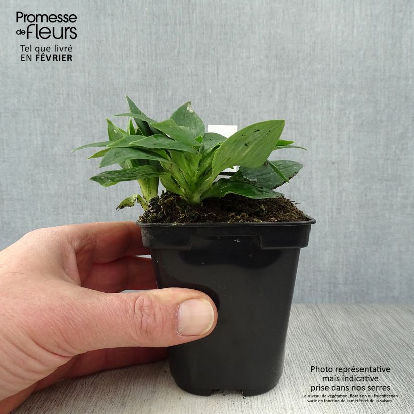 Alstroemeria Pitchounes Lola Vasetto da 8/9 cm esemplare consegnato in inverno