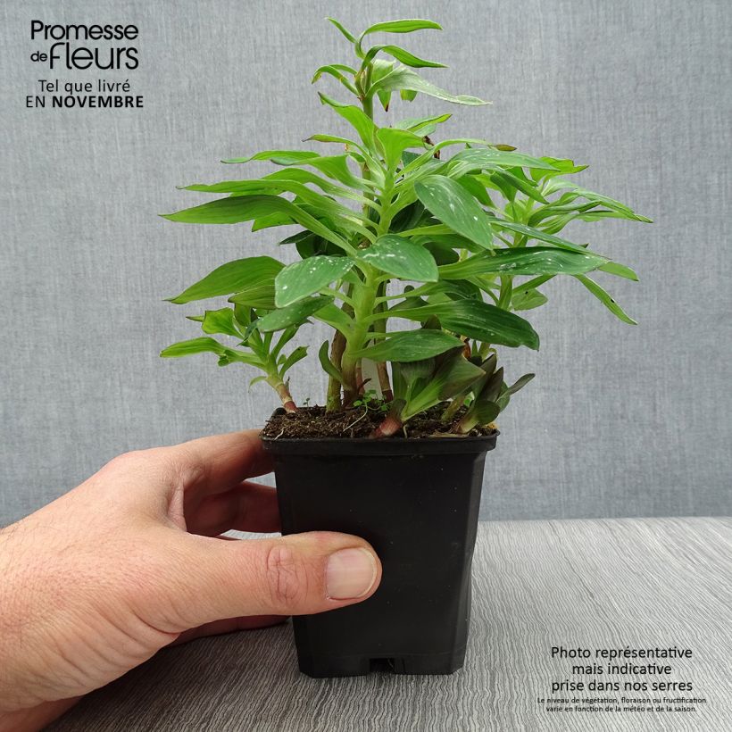 Esemplare di Alstroemeria Pitchounes Lucas Vasetto da 8/9 cm come consegnato in autunno