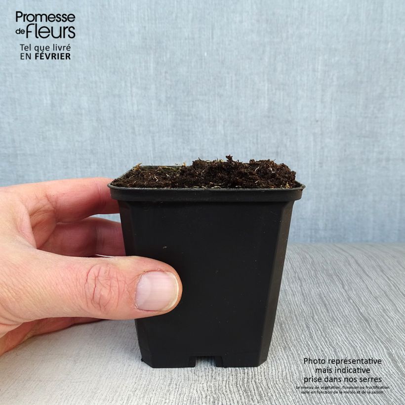Alstroemeria Pitchounes Lucas Vasetto da 8/9 cm esemplare consegnato in inverno