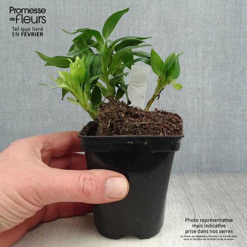Alstroemeria Pitchounes Noah Vasetto da 8/9 cm esemplare consegnato in inverno