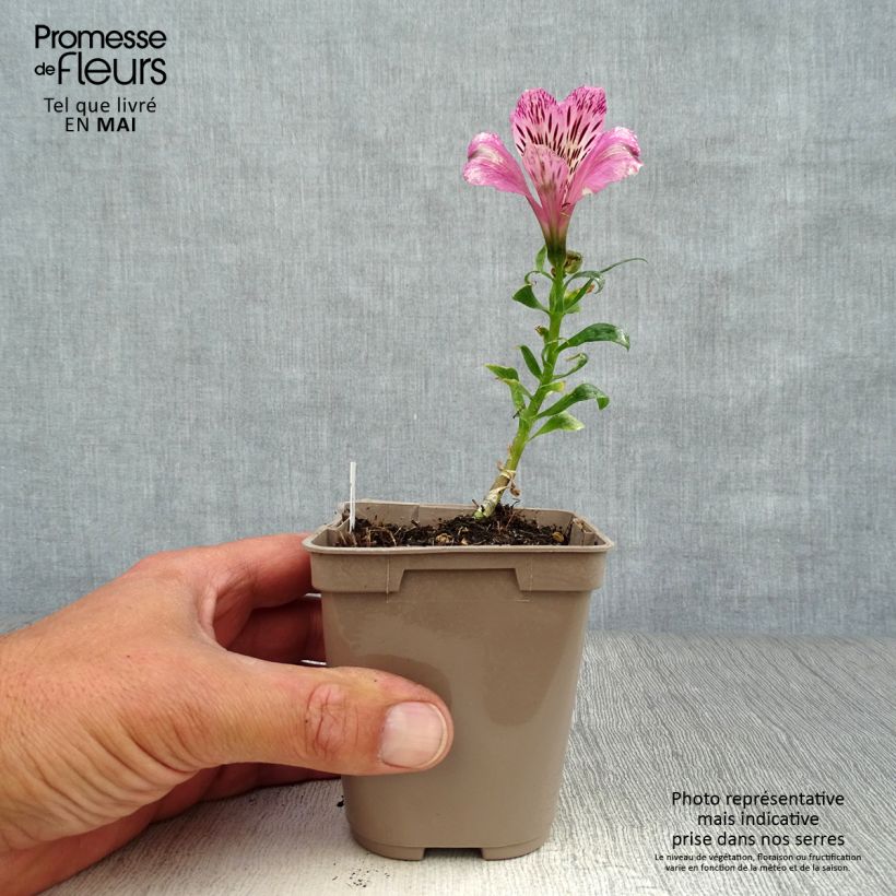 Alstroemeria Pitchounes Oceane Vasetto da 8/9 cm esemplare consegnato in primavera