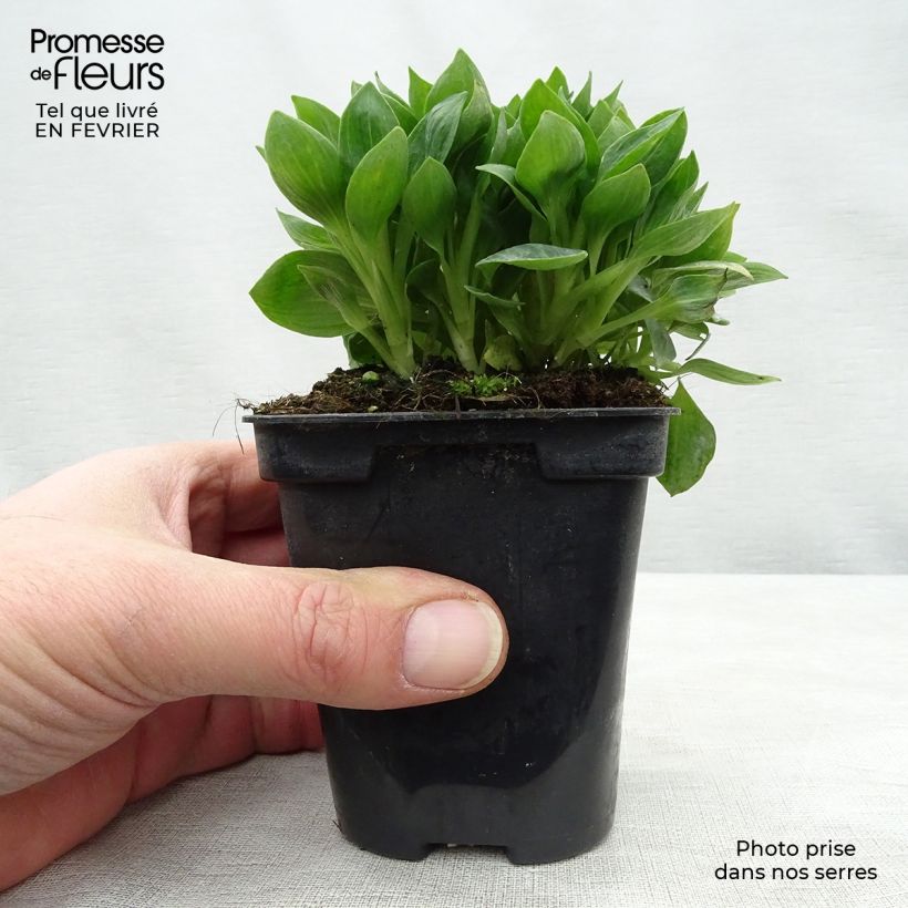 Alstroemeria Pitchounes Rosie Vasetto da 8/9 cm esemplare consegnato in inverno