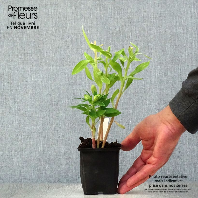 Esemplare di Alstroemeria Pitchounes Rosie Vasetto da 8/9 cm come consegnato in autunno