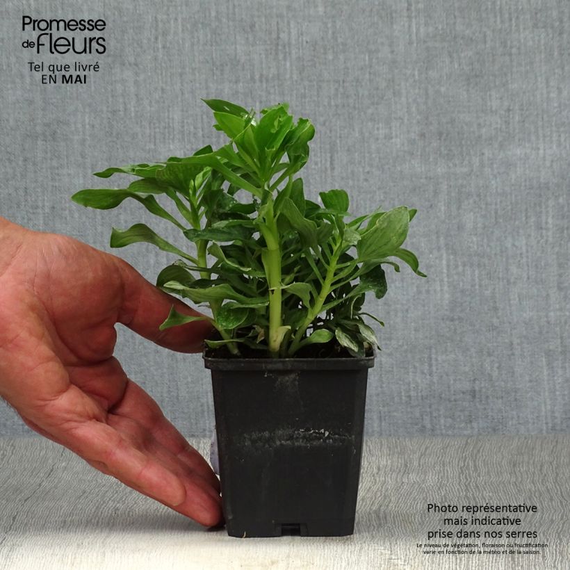 Alstroemeria Pitchounes Stella Vasetto da 8/9 cm esemplare consegnato in primavera